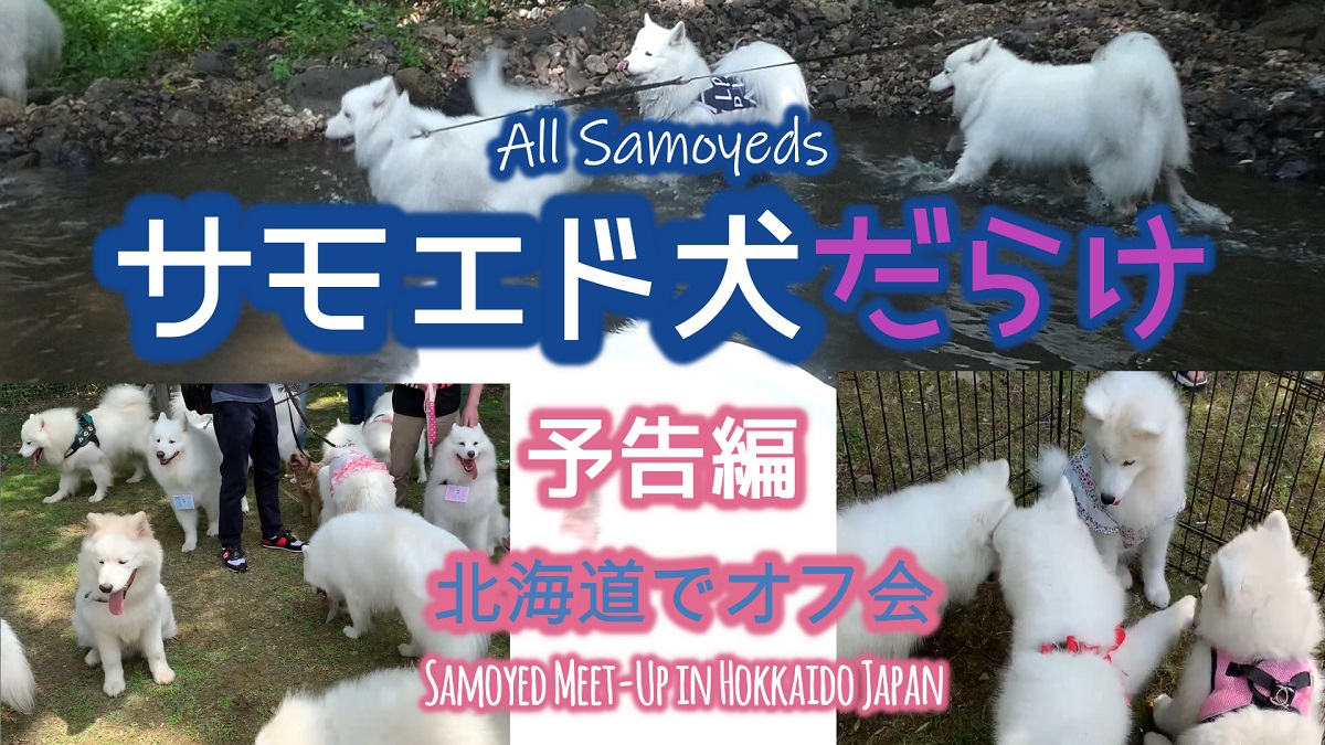 Cat Chiro Samoyed Lucky ニセコのちろとサモエド子犬らっきー Luckyandcat Twitter
