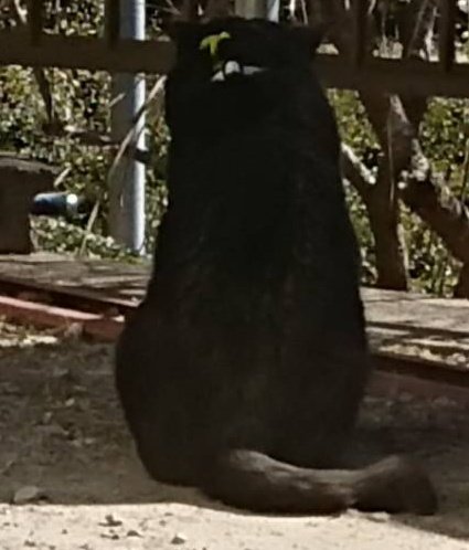 タグ 猫 の注目ツイート ページ目 メガとんトラック タグ 猫 の注目ツイート ページ目 メガとんトラック