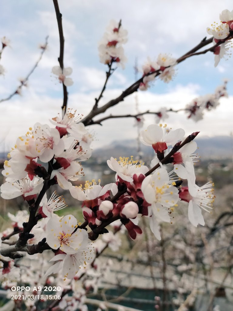 furkanggok's tweet photo. Doğa ve yeşillik her zaman tercih edilen olmalı huzuru beton yığınlarında aramayın.🌺🌲🌼🌸

📸 @__esma__1 https://t.co/EUgfsr3f5w