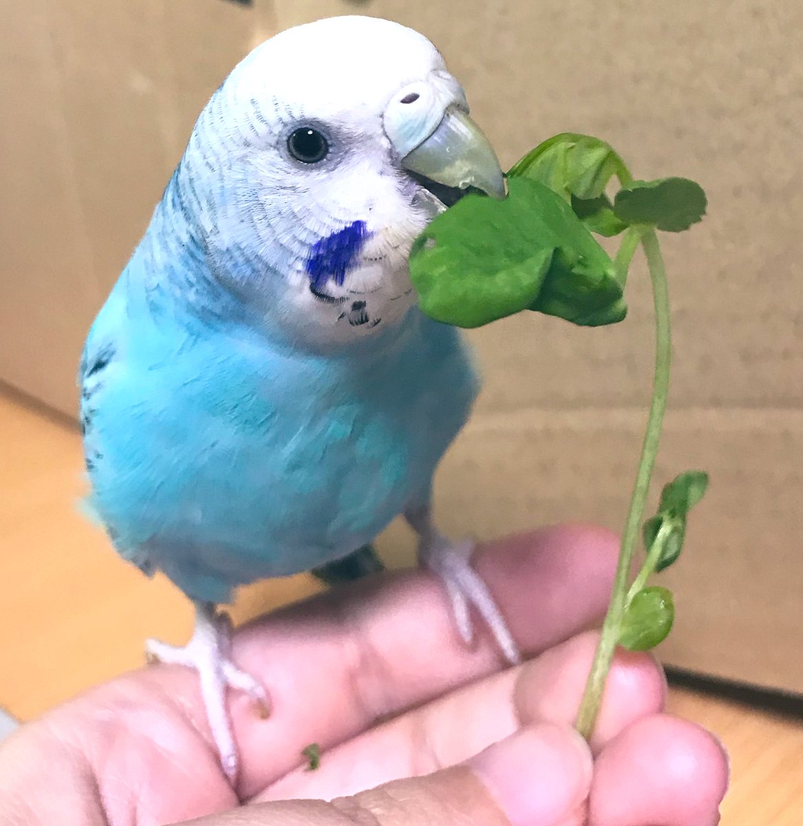 紫狐メグリトル على تويتر あめが家族になって1年かぁ早いなぁ W 誕生日おめでとう あめ よく ペットは我が子 と思ってるって聞くけど 私の場合 あめ ワガママな彼女 ライラ 手のかかる甘えん坊ショタ まだ性別わからんけどwww って感じだなぁ W