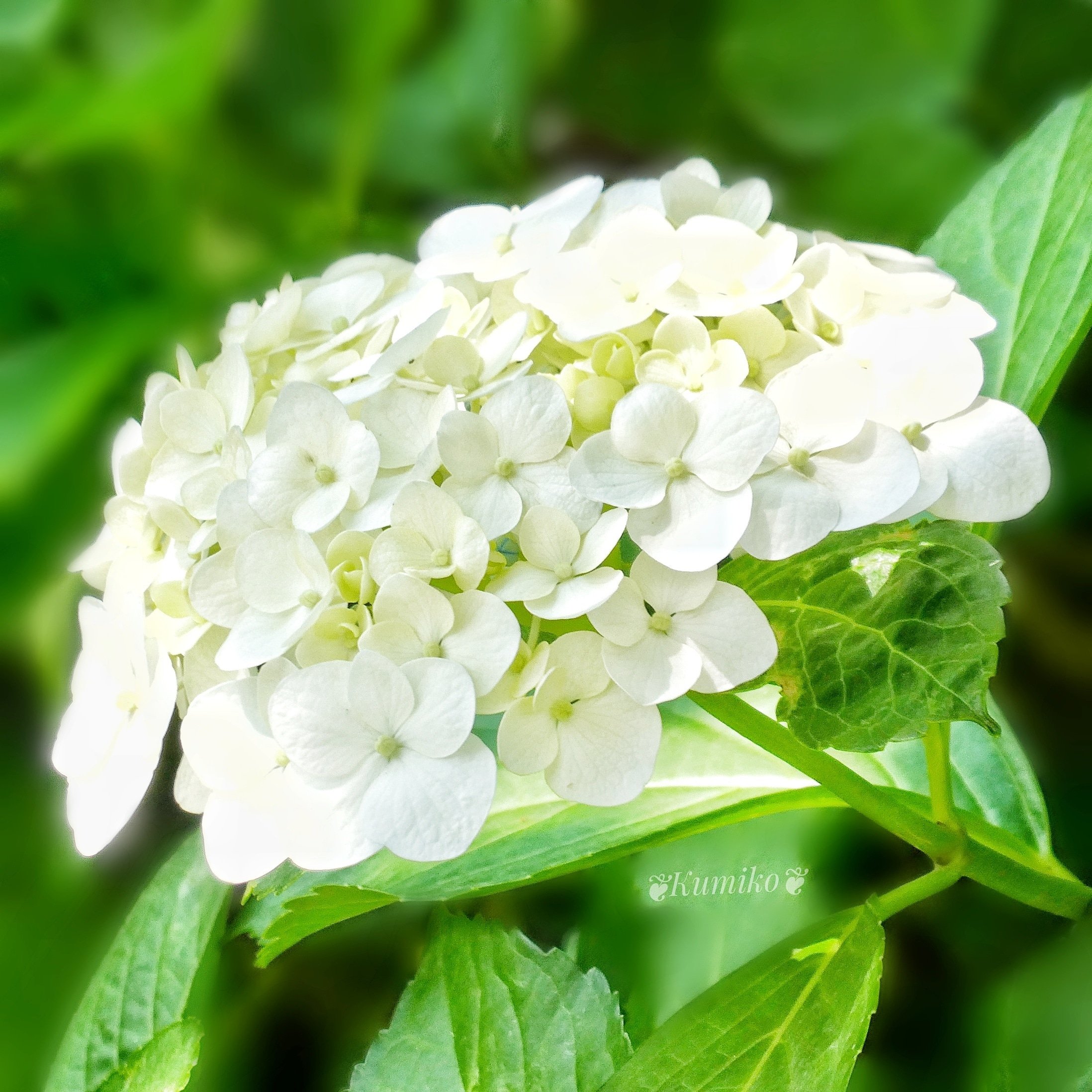 Bluepoppy Bluestar 7 11 日 真珠記念日 この紫陽花は アナベル かな 東京 白いあじさい アメリカノリノキ 西洋アジサイ アメリカアジサイ Smooth Hydrangea Annabell アジサイ 紫陽花 Hydrangea 暦生活園芸部 東京カメラ部 T Co