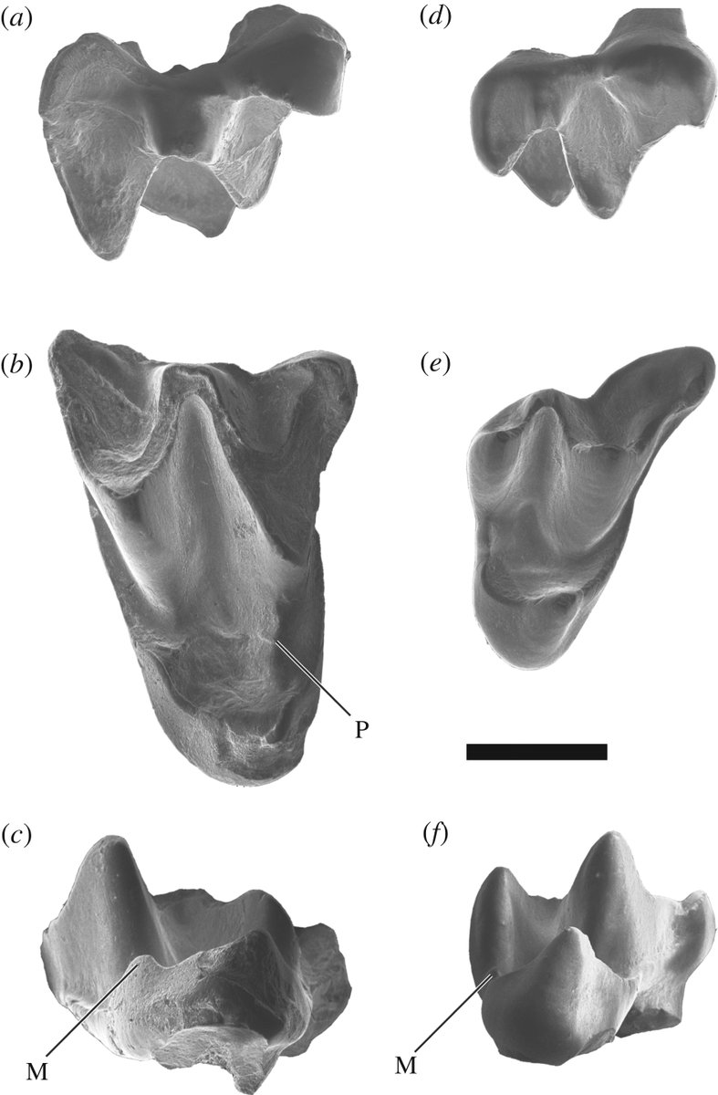RSocPublishing's tweet photo. The newly discovered species Altaynycteris aurora – from ~55 million years ago – is one of the oldest species of bat. Its fossils can help address major gaps in bat evolution: https://t.co/SXsPTqSG5B from @ChrisBe70536933 @therealmfj | #BatEvolution #palaeontology #Chiroptera https://t.co/YvUSTw9Qyk