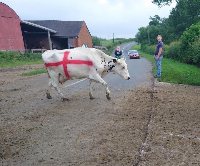 It&rsquo;s COWMING HOMEE #ItsComingHome #Euro2020Final https://t.co/CJ5vyYpfPz<a href="/tag/itscominghome"class="tags">#ItsComingHome</a><a href="/tag/euro2020final"class="tags">#Euro2020Final</a>