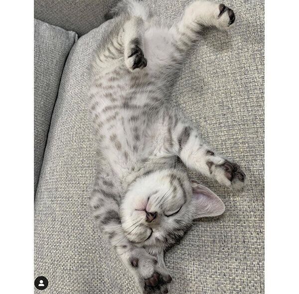 くつろぎっぷりがスゴい! 「バンザイ寝」をする猫、しない猫の傾向を獣医師が解説|ねこのきもちWEB MAGAZINE https://t.co/A1g9zWc17q