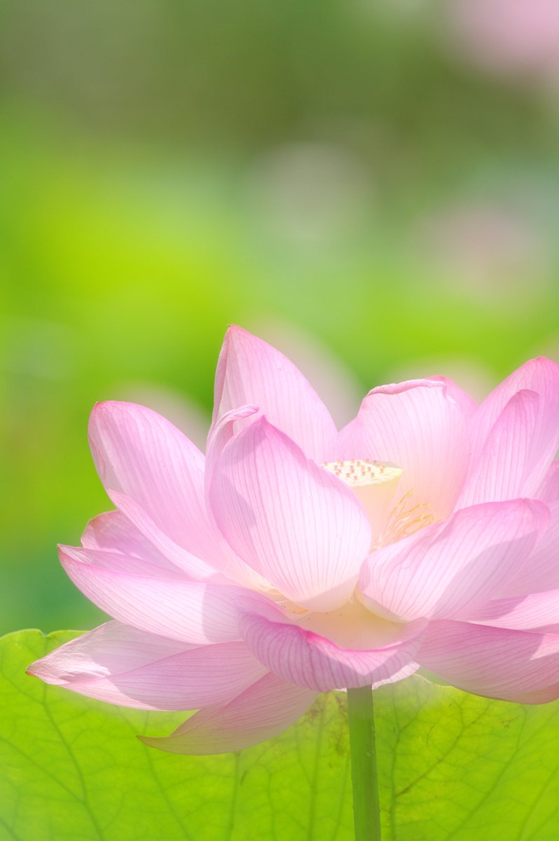 fat_murano's tweet photo. #PENTAX #KP / smc PENTAX FA*400mmF5.6ED[IF]
#ハス #lotus #photography  #多重露光 #multiple_exposure #こちらも在庫豊富で #申し訳ありません https://t.co/4rOAS1WcSf