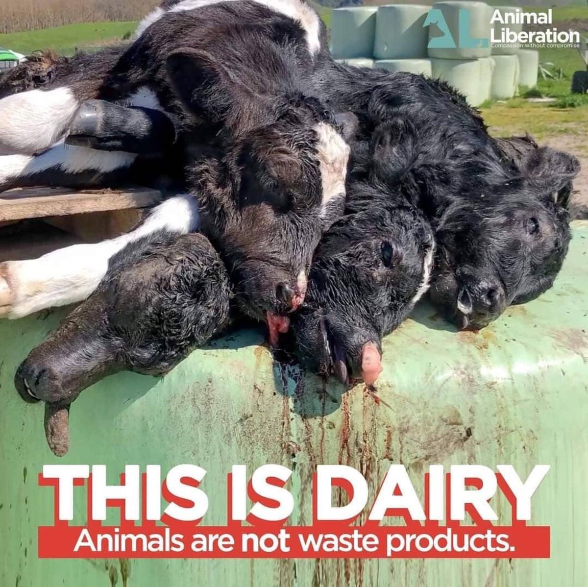 Gail7175's tweet photo. Just BAU for dairy fharmers.. killing unwanted male calves #DitchDairy #dairyisscary #GoVegan #cowtruth https://t.co/RROVujogrv