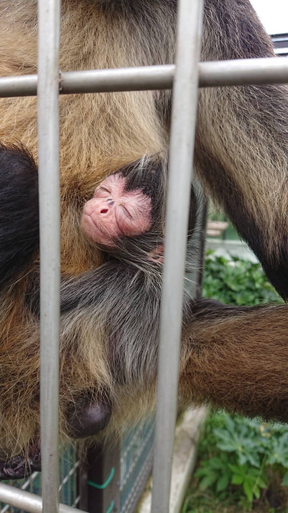 東武動物公園 公式 リュウくん 7月4日 ジェフロイクモザルに赤ちゃんが産まれました 元気な男の子です お母さんのウエノちゃんにくっついてる姿がとってもかわいい 顔が黒くなる前の貴重な期間 是非皆さん会いに来てあげて下さい 東武動物