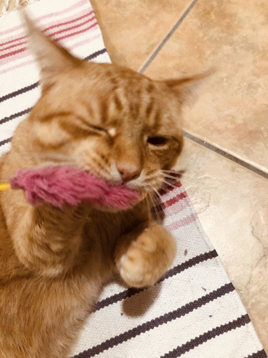 猫じゃらし