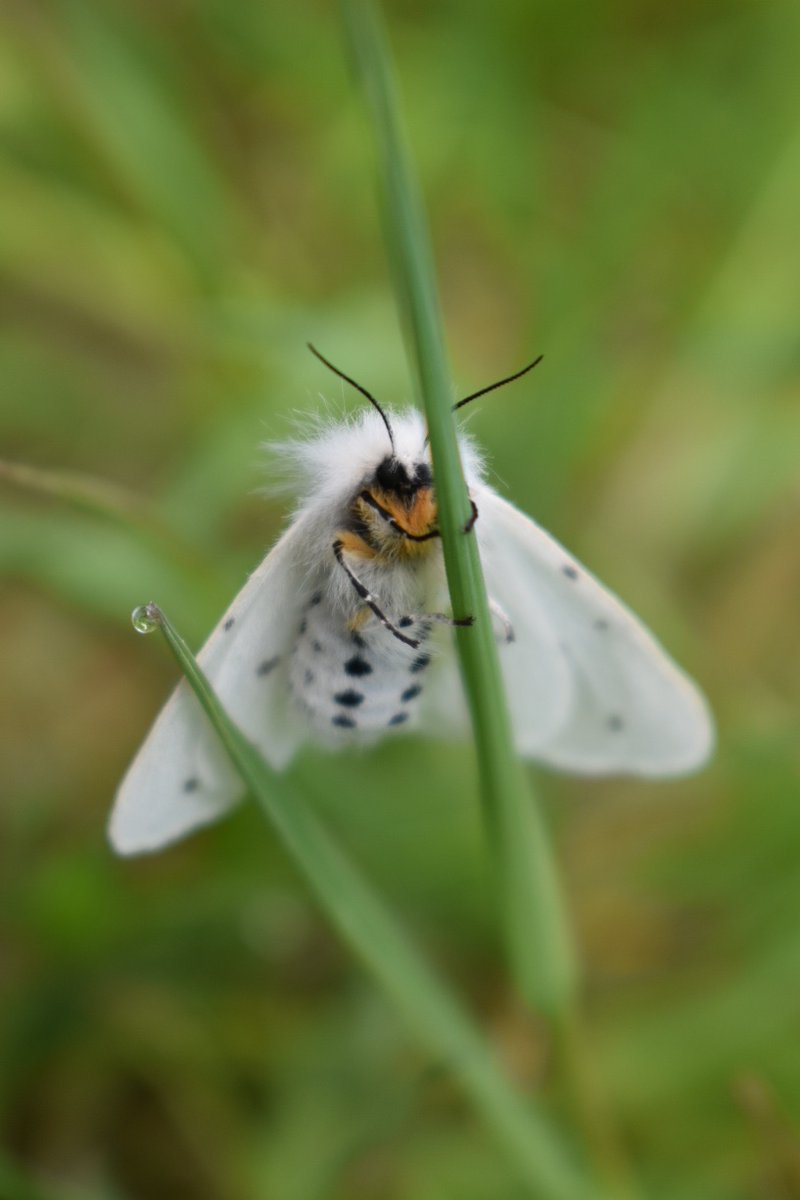Bytheriverside3's tweet photo. White ermine moth
#Britishnatureguide #MothsMatter #britishinsects https://t.co/TZN3qTHkid