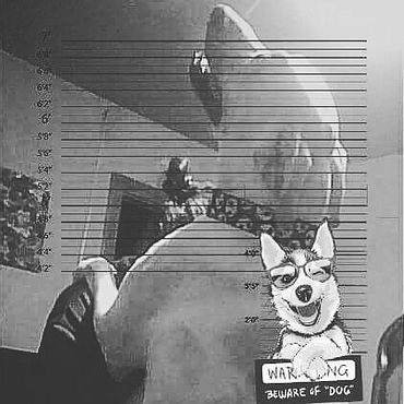 clarksonrulez's tweet photo. @KDKA #King #dog #dogs #dogsthatsmile #kingsize #lion #lionKING #BewareOfDog #LapDog #Rescue #LabPitMix #Security #SeatFiller #BurghDog https://t.co/SebLhTUm3k