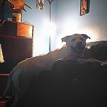 clarksonrulez's tweet photo. @KDKA #King #dog #dogs #dogsthatsmile #kingsize #lion #lionKING #BewareOfDog #LapDog #Rescue #LabPitMix #Security #SeatFiller #BurghDog https://t.co/SebLhTUm3k