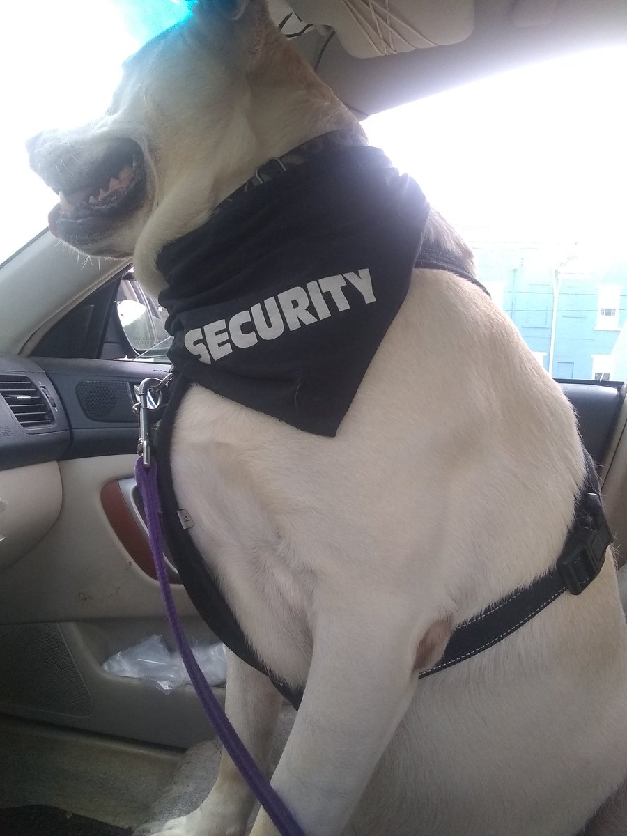 clarksonrulez's tweet photo. @KDKA #King #dog #dogs #dogsthatsmile #kingsize #lion #lionKING #BewareOfDog #LapDog #Rescue #LabPitMix #Security #SeatFiller #BurghDog https://t.co/SebLhTUm3k