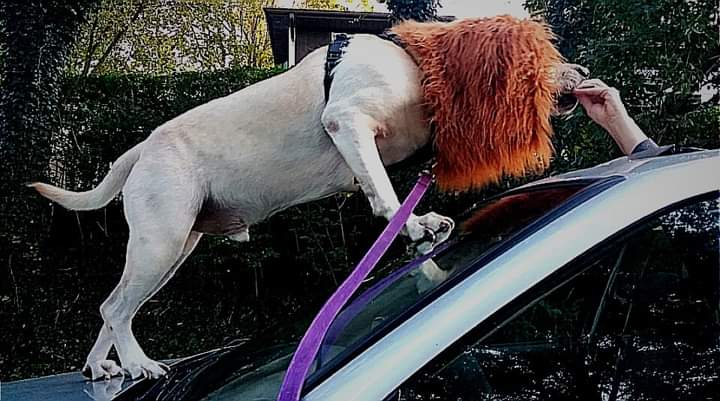clarksonrulez's tweet photo. @KDKA #King #dog #dogs #dogsthatsmile #kingsize #lion #lionKING #BewareOfDog #LapDog #Rescue #LabPitMix #Security #SeatFiller #BurghDog https://t.co/SebLhTUm3k