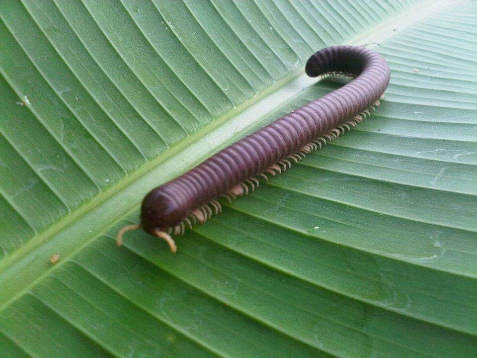 soniagracielah1's tweet photo. Milpiés, recicladores de materia orgánica del suelo.
#ecologismo #medioambiente #recicladores #seresvivos #cuidemosnaturaleza #biodiversity #milpies
#NaturePhotography #photography #photo
#ThePhotoHour
#NaturePhotography #naturelovers #millipede #soniagracielah1 https://t.co/2dqNdZs1mk