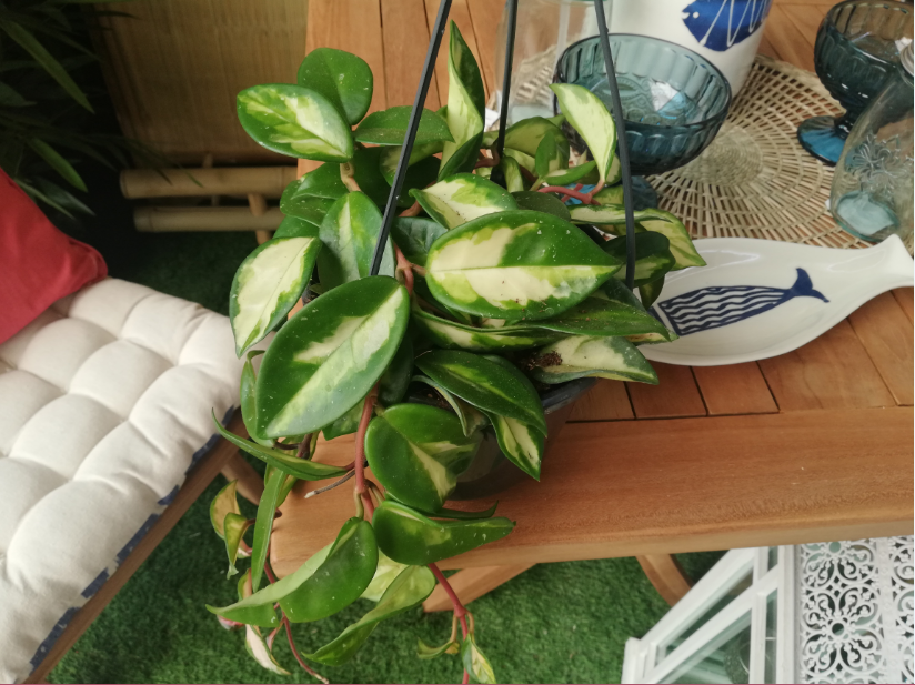 Plantas y flores tweet media