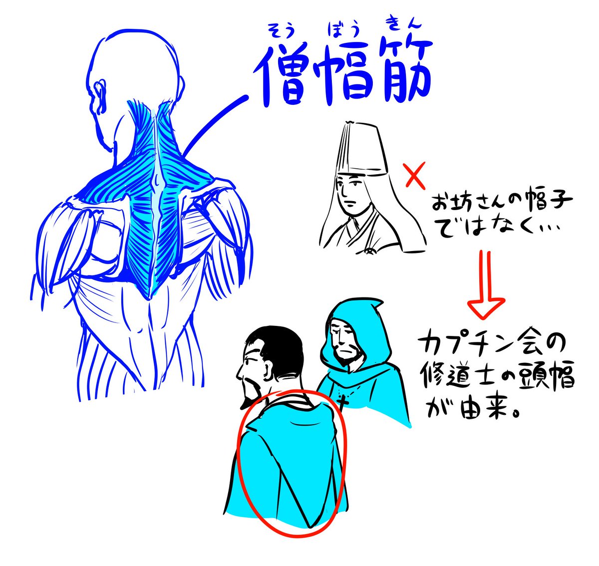 美術解剖学で筋肉の名前についてワイが勘違いしていた事。 