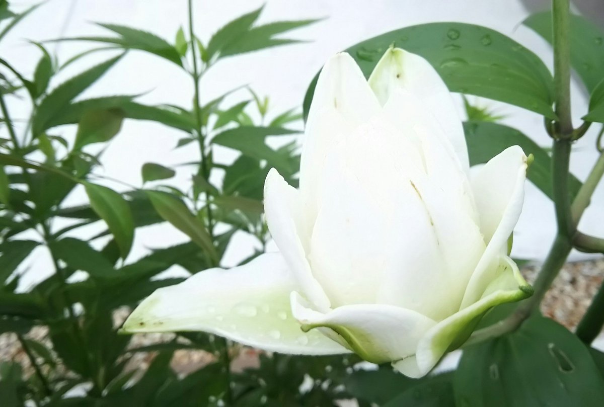 八重のユリ 八重のユリ
