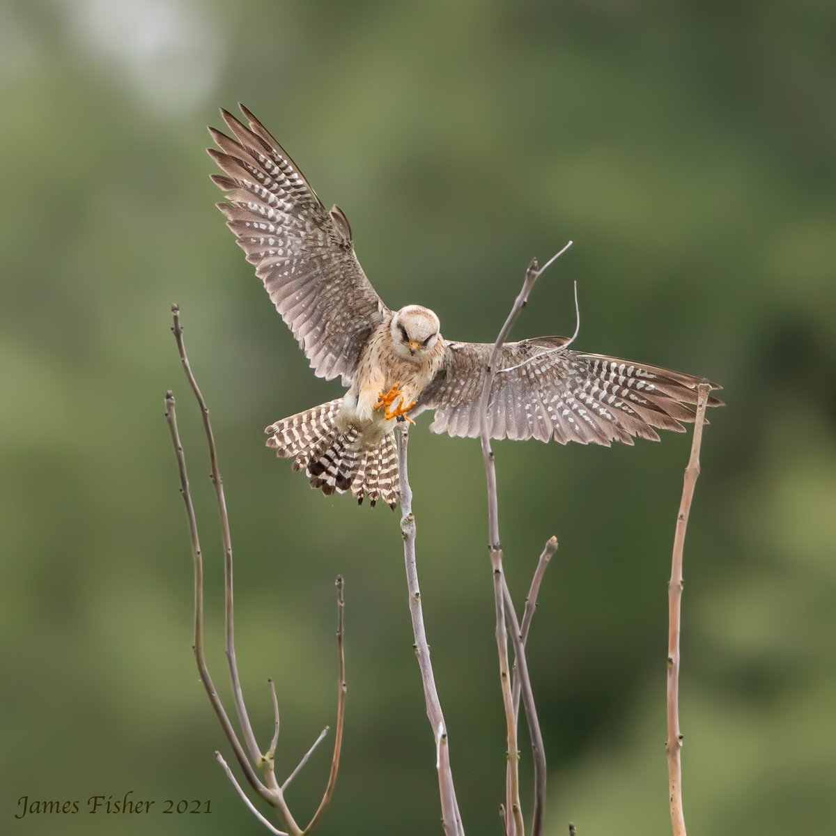 j2fisher's tweet photo. Another shot of the Red-Footed Falcon at Langford Lakes. https://t.co/a39PN47qt9