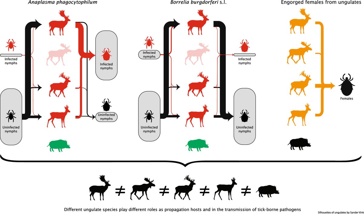 The first paper of my PhD is now published! Read everything on how wild ungulate species differ in their contribution to #Lyme disease risk and #Anaplasmosis risk in Europe: rdcu.be/cn9aK