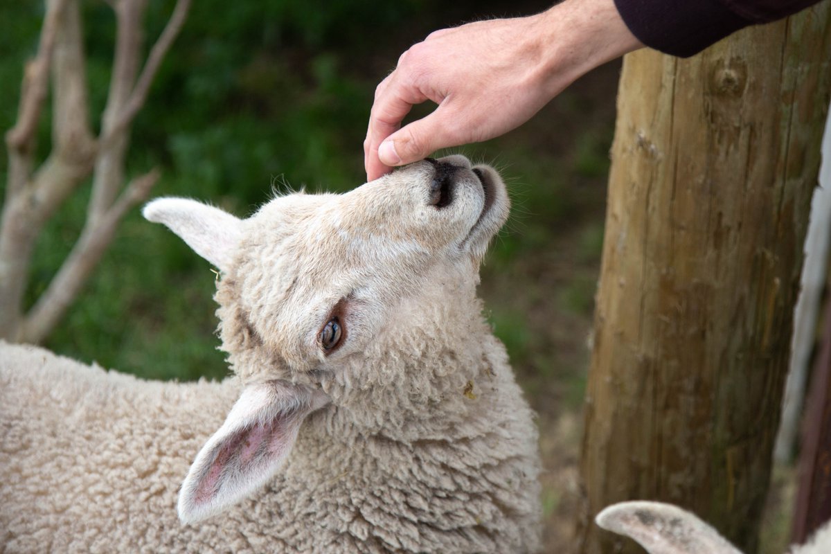 Bolton Gate Farm Ltd. tweet media