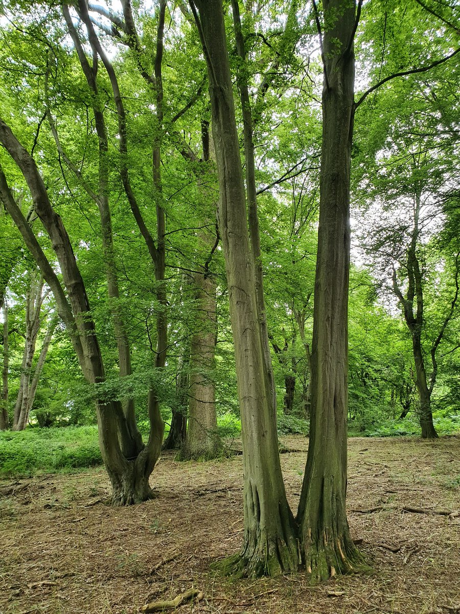 JoanneTognarel1's tweet photo. #seekingsunshine
Gorgous calming reliable trees on one of our local walks
#trees #lovetrees #localwalk #datchworth #gettingoutside #goingforawalk #mentalwellbeing #MentalHealthMatters #MentalHealthAwareness #naturetherapy #selfcare #gettingoutsideintonature #gettingbacktonature https://t.co/KILLjo6HTz