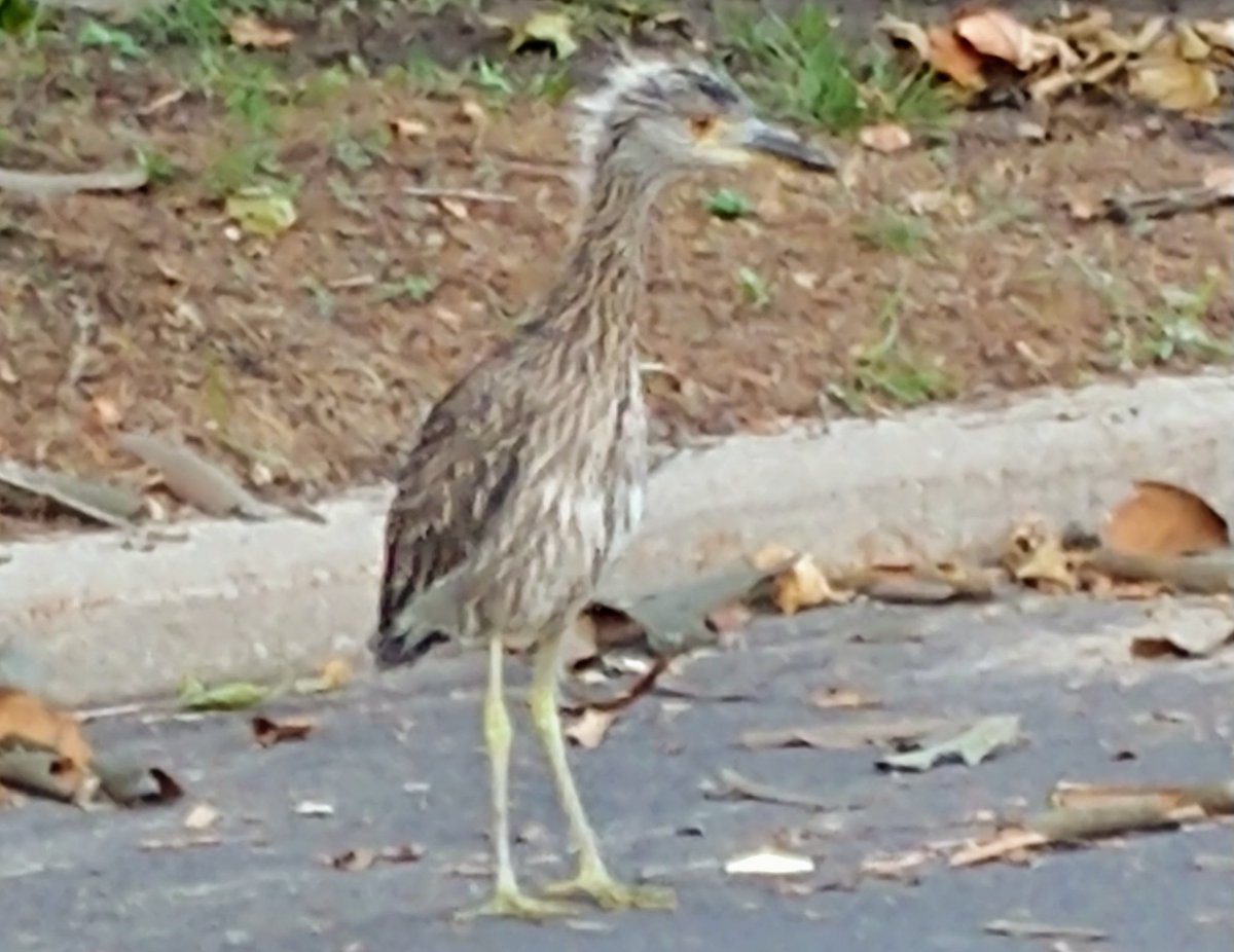 FlaksHelene's tweet photo. @JDMorgan Jeff show George this picture of my guest. It's a blue heron which is a water bird. #birdsofny https://t.co/QPCgxczLud