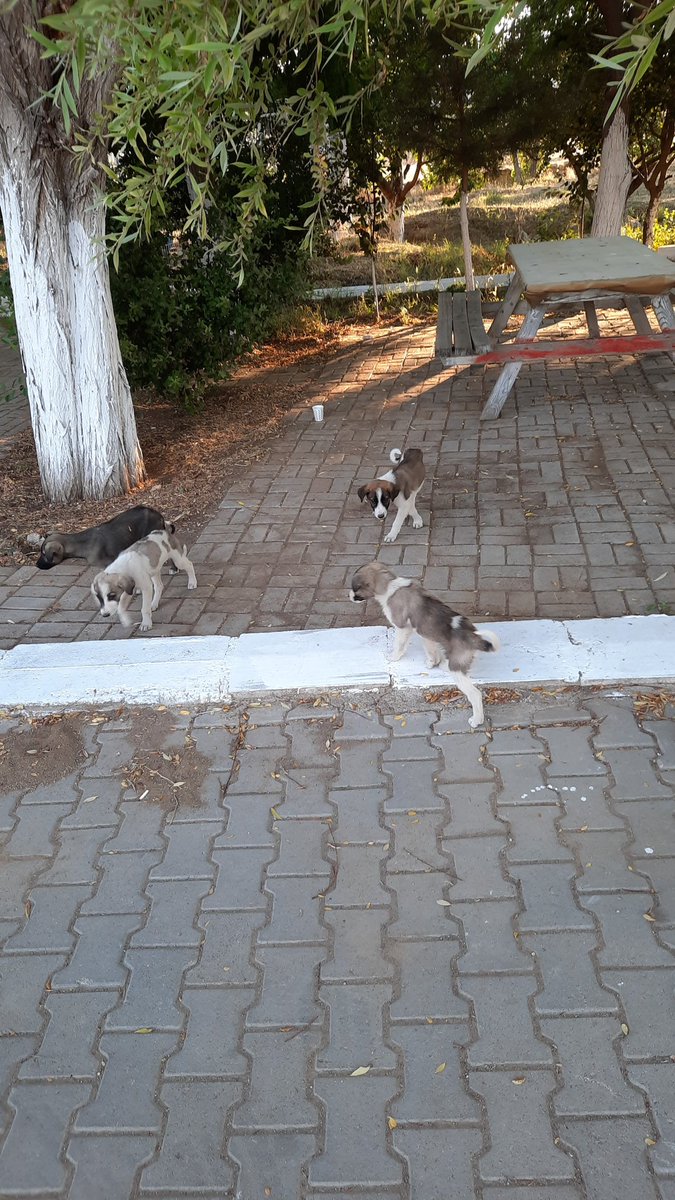 Afyon Gazligol yakınlarında Çetiner Petrol istasyonunun yanında 6 tane yavru köpek var. O kadar aclardi ki elimizdeki bisküvilere saldırdılar lütfen yakınlarda olup alabilecek olanlar ilgilensin iki güne açlıktan
ölürler yoksa #sokakhayvani #hayvansahiplenme #afyon