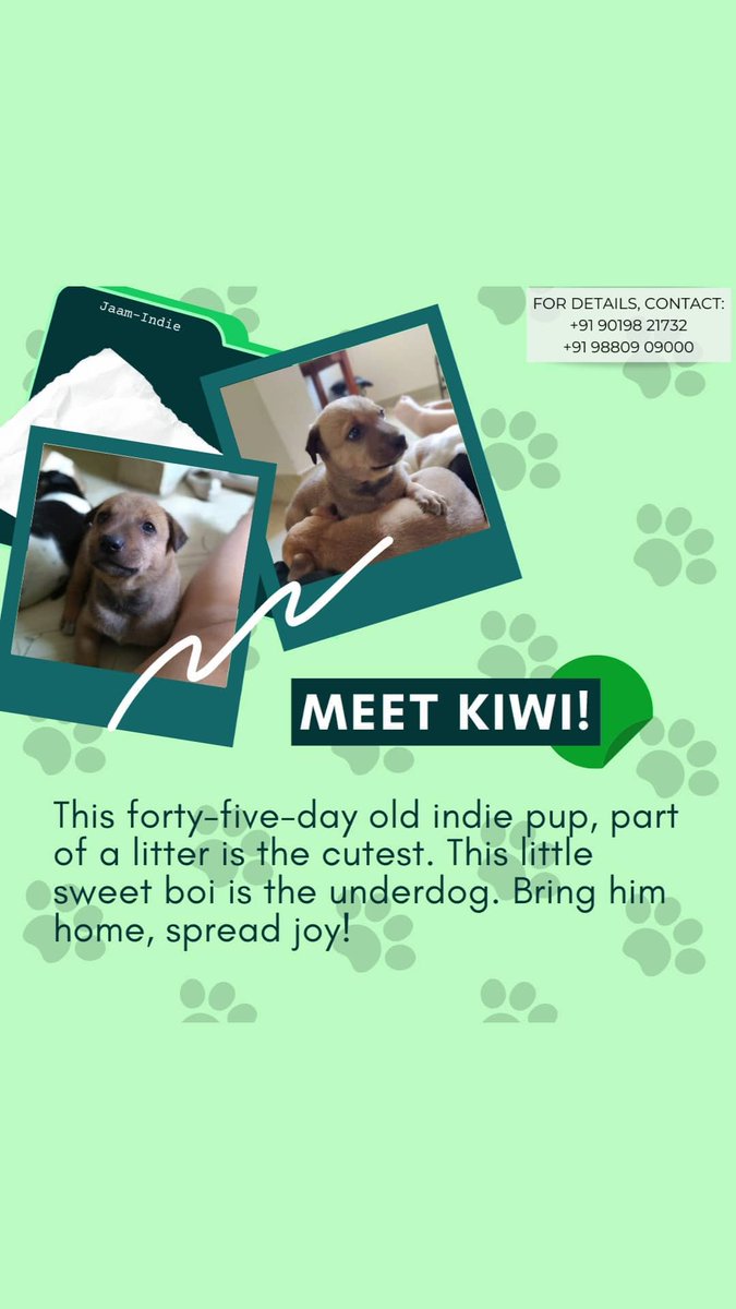 Kiwi is still looking for someone in #Bangalore to take him in. He is around two months old now and more adorable than ever. Please retweet. #PetAdoption #AdoptDontShop
