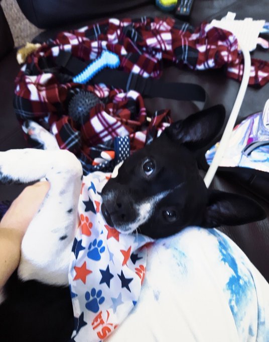 Worlds cutest pupper https://t.co/czZkFxNLjS<a href="/tag/manyvids"class="tags"><span>#manyvids</span></a>