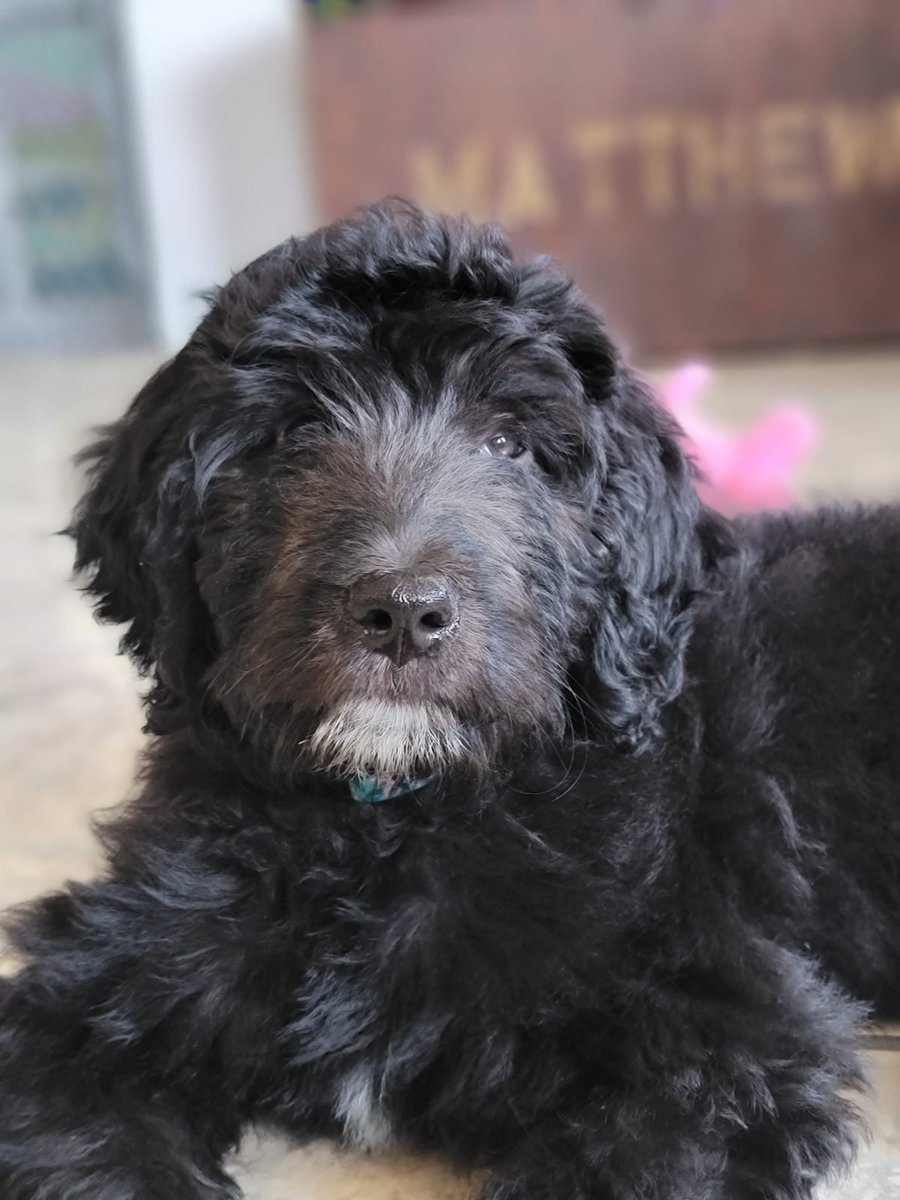 MathematicsB's tweet image. I have to post pics of my new baby everywhere!!!! Meet Maggie!