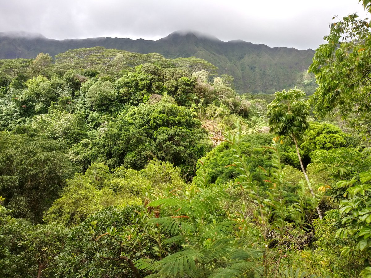 Went on a hike to Maunawili Falls yesterday!  Lots of Seahawk fans on the trail which made me very happy! Took me a while to make it to the falls, but it was totally worth it!
Go Hawks!
#Seahawks
#12s
#HonoluluSeaHawkers
#HikingWithHonu