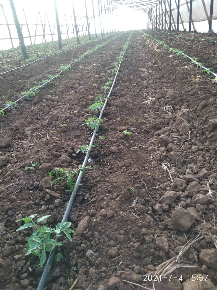 ceejayagrobae's tweet photo. Every farmer after planting they are excited then comes the joy of harvesting. To keep going to the market you need to rejuvenate and maintain the crop otherwise the joy will be short-lived.
Take the crop to the last lag, ( +6-9months of harvesting)
#itsdoable
#itsattainable https://t.co/TqsfQ5SgLm