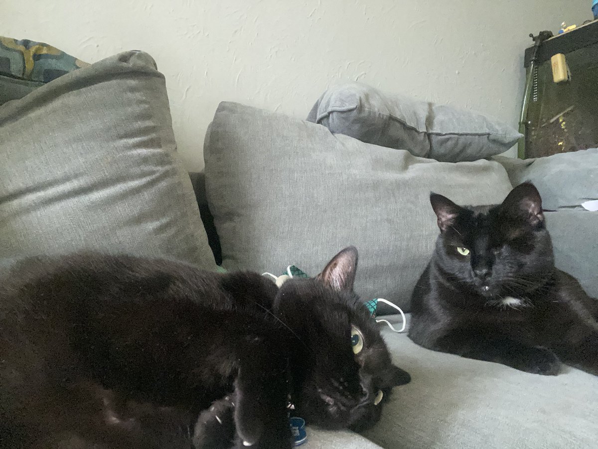 One year of Harold 😀