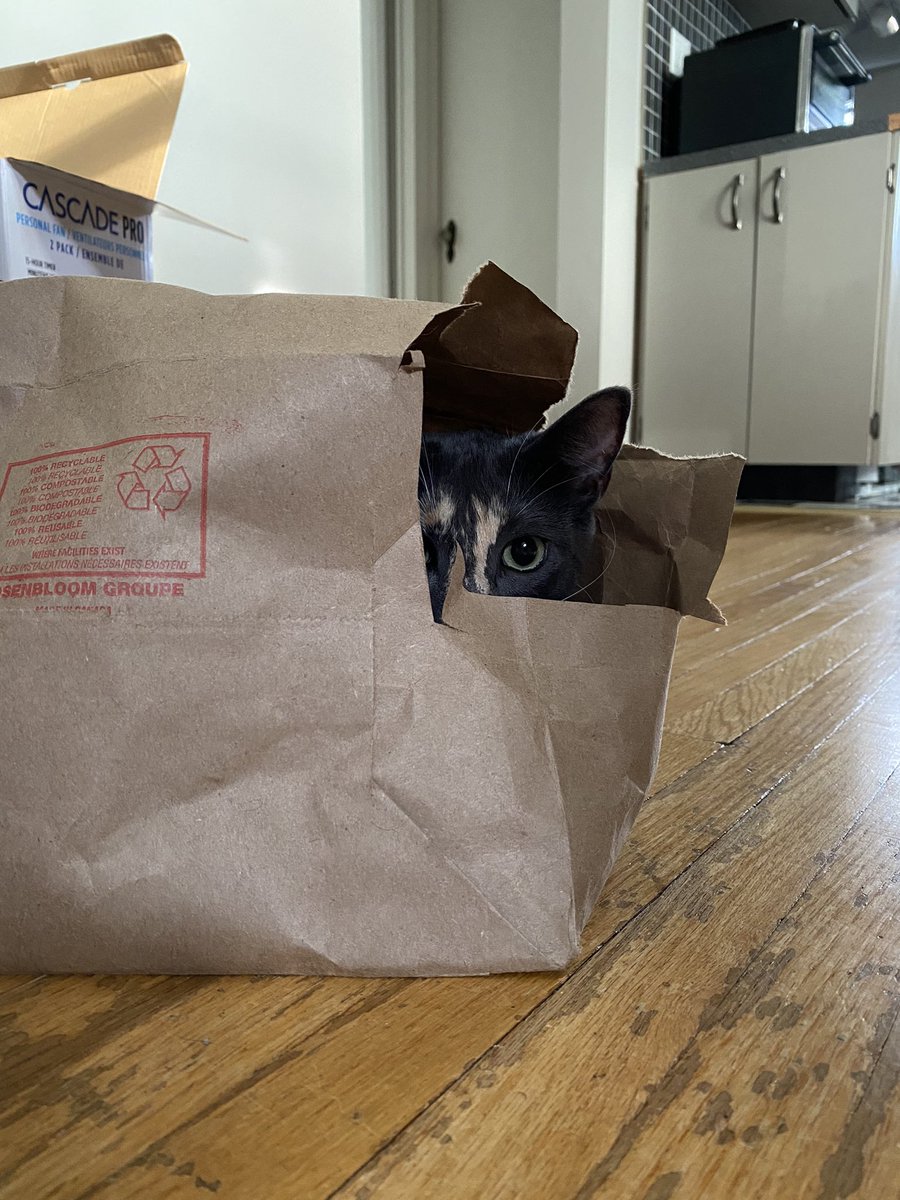 MarnieGirard's tweet photo. Beware the if the scarwiest kitty in the bag!!! Grocery day is my favourite @FarmBoy On behalf of all kitties, thank you for the move to paper bags. #rescueismyfavoritebreed #dilutecalico #catsofinstagram #adoptdontshop🐾 #catsinbags #paperbagkitty #papernotplastic https://t.co/J0eMVQ2WoO