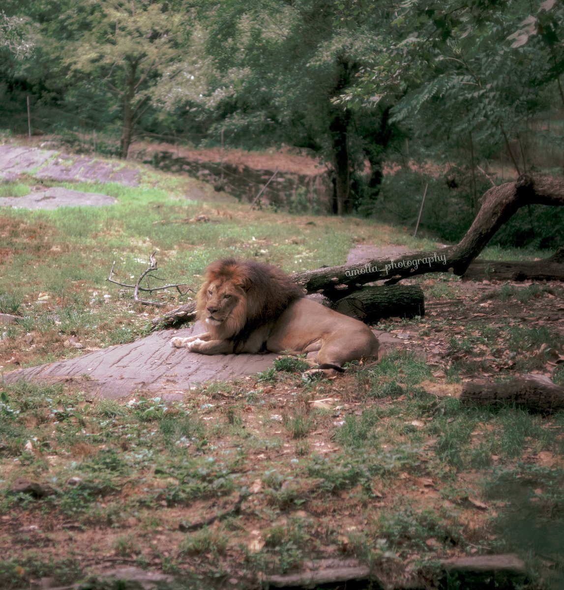 adler (@adler_molla3) on Twitter photo The King of the Jungle 🦁
<a href="/WorldofWilds/">WorldOfWilds</a> <a href="/ThePhotoHour/">#ThePhotoHour</a> #BBCWildlifePOTD #natgeo #NaturePhotography #Luv4Wilds #nature #wildlife #day #animals #garden #PicOfTheDay
<a href="/NatGeoPhotos/">Nat Geo Photography</a> <a href="/NaturesVoicing/">Nature's voice</a>
#fujifilmxs10 #fujifilm_xseries #lionphoto #lion #kingofthejungle The King of the Jungle 🦁
<a href="/WorldofWilds/">WorldOfWilds</a> <a href="/ThePhotoHour/">#ThePhotoHour</a> #BBCWildlifePOTD #natgeo #NaturePhotography #Luv4Wilds #nature #wildlife #day #animals #garden #PicOfTheDay
<a href="/NatGeoPhotos/">Nat Geo Photography</a> <a href="/NaturesVoicing/">Nature's voice</a>
#fujifilmxs10 #fujifilm_xseries #lionphoto #lion #kingofthejungle