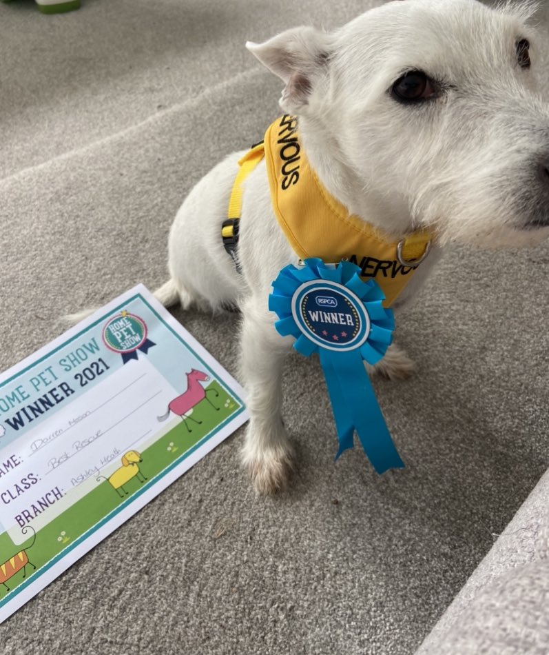 PodLegged's tweet photo. So dad is very proud of me 🐶😊. I entered a competition with the @RSPCA_official  and I won first place as best rescue. Here I am with my rosette and certificate 🐶🐾. Luv a happy pod 🐶. #rspca #dogsoftwitter #AdoptDontShop #pod #happypup #dontgiveup https://t.co/PVALsTMqpX