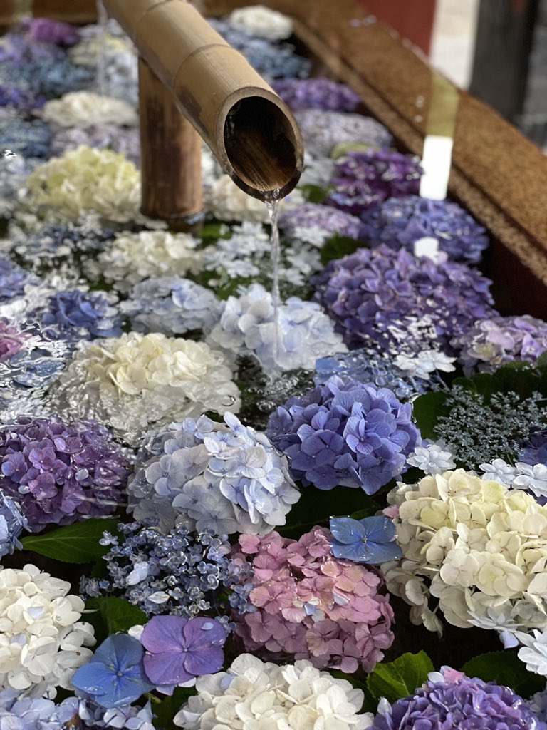 tastust's tweet photo. 少し前の写真
早く梅雨あけないかな
#紫陽花 #梅雨 #鶴岡八幡宮 #長谷寺 https://t.co/MmcU0Herhw