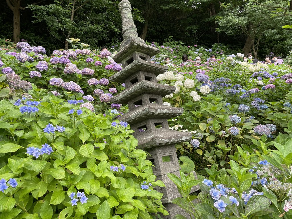 tastust's tweet photo. 少し前の写真
早く梅雨あけないかな
#紫陽花 #梅雨 #鶴岡八幡宮 #長谷寺 https://t.co/MmcU0Herhw