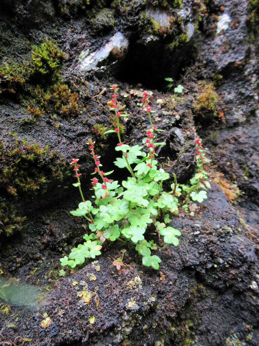 Watts_SH's tweet photo. Drooping #saxifrage (Saxifraga cernua) only occurs at 3 sites in Britain above 920m. Reproduction is asexual & vegetative via the bright red #bulbils. #Flowering is exceedingly rare on #NTSBenLawers...but these look like petals π§π€―π€©π
#tinyplants #wildflowerhour #wildbulbilhour https://t.co/vRGO6iNl8e