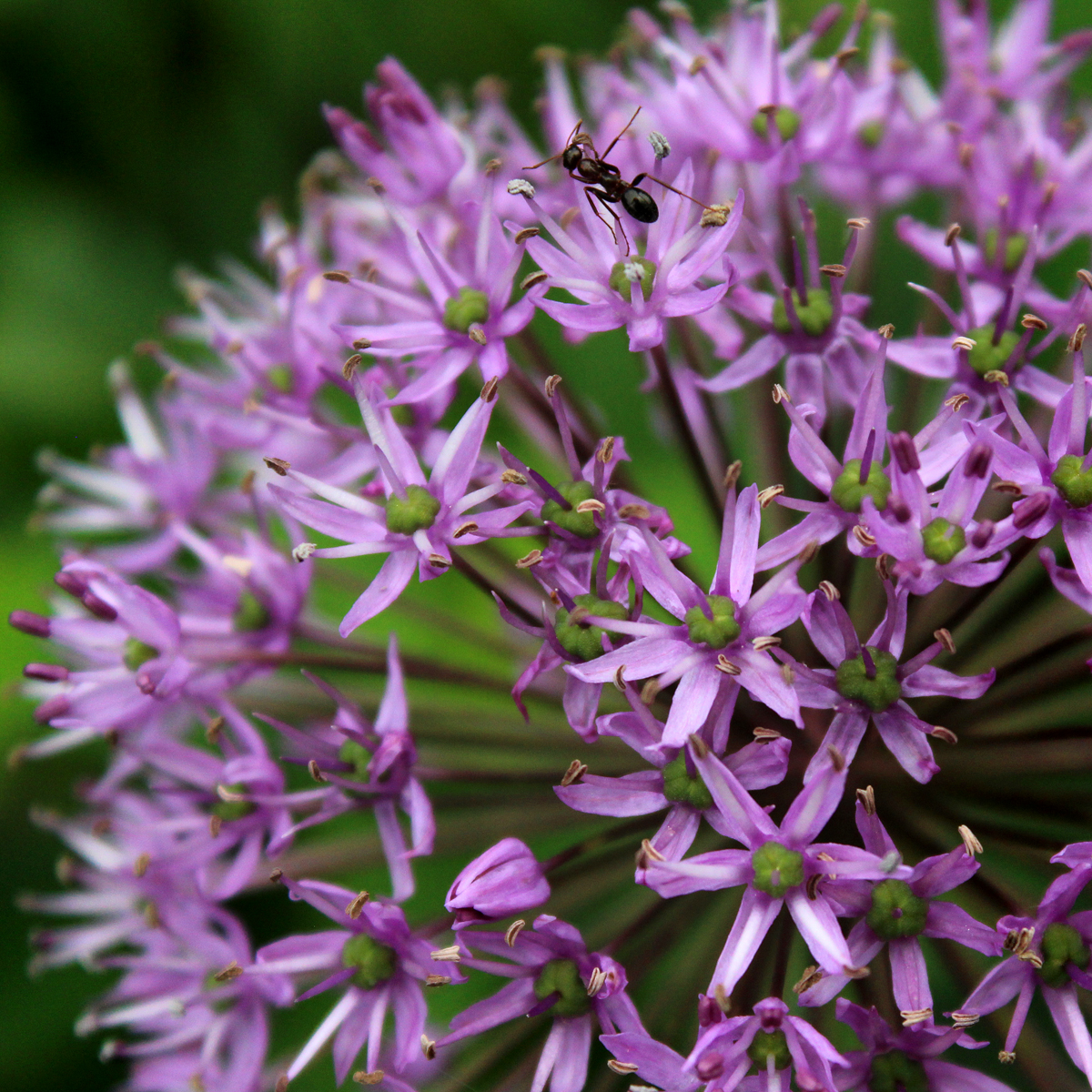 Ants may be pesky inside your home, but their underground movement outdoors allows water and air to penetrate the surrounding soil, helping plants thrive. Ants also store food underground, making the soil rich. Pictured: Ornamental onion (Allium aflatunense)
