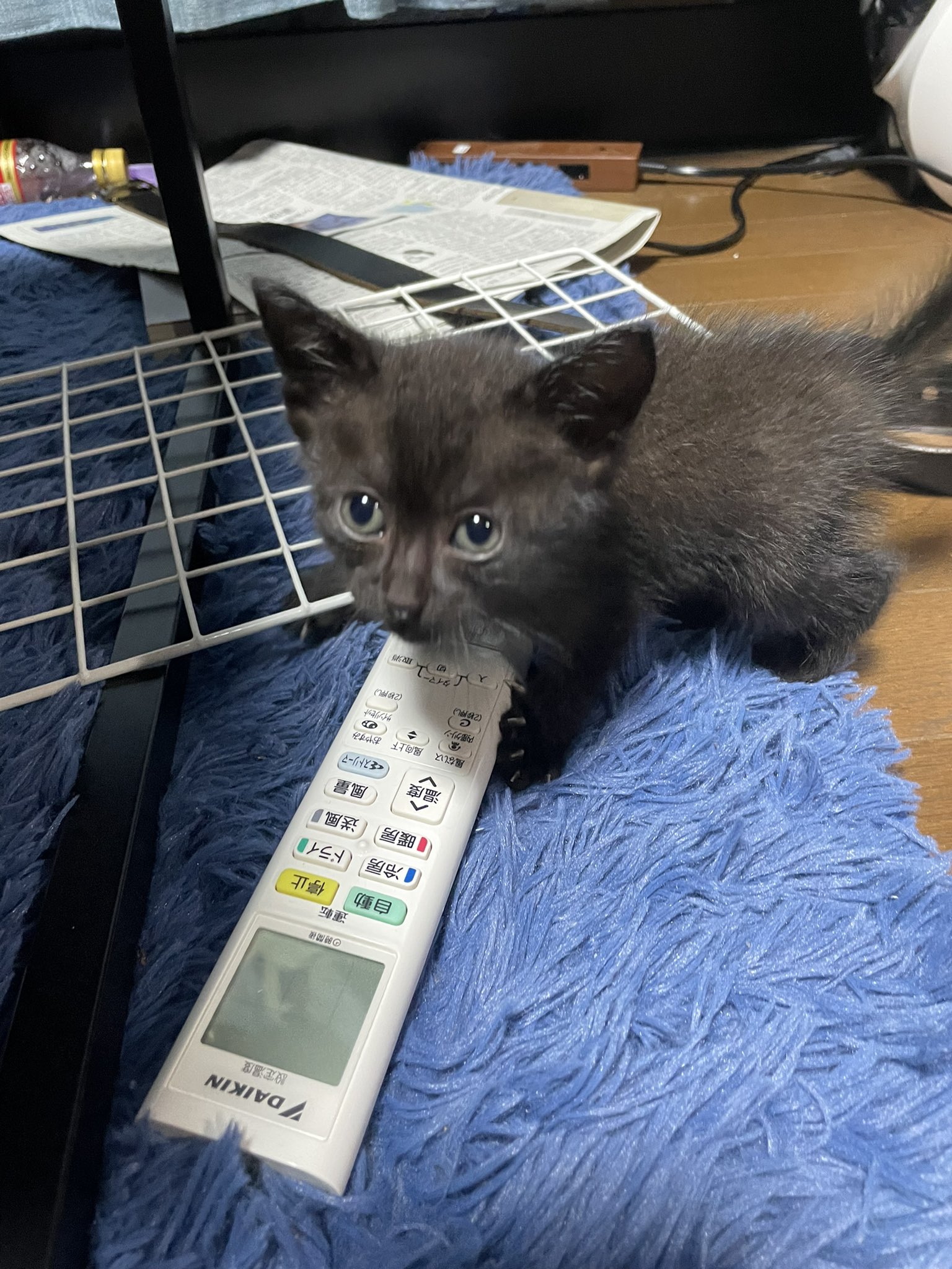 はやしポリタン 里親を探しています 甘えんぼうの黒猫の男の子1匹です 気になる方がいらっしゃればdmまで 里親募集 子猫 黒猫 愛媛 T Co D4blcej3fs Twitter