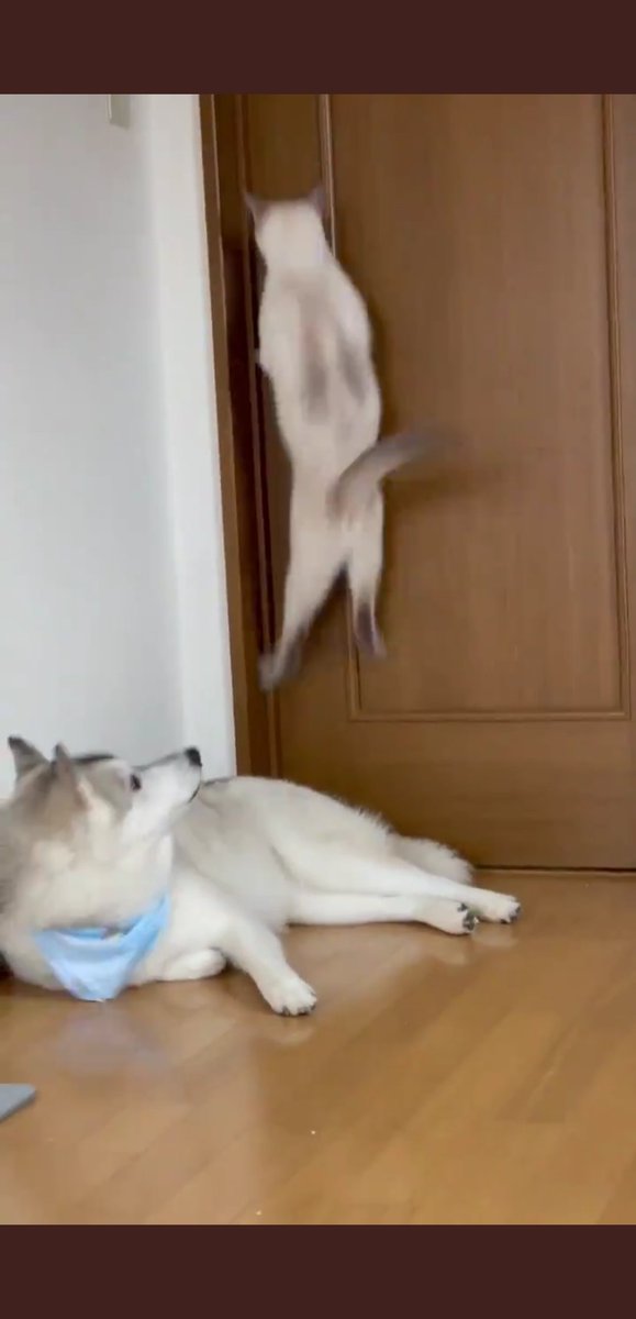 理不尽すぎる 猫パンチを避けるハスキーの動体視力がお見事 家族との仲良しツーショットも可愛い Togetter