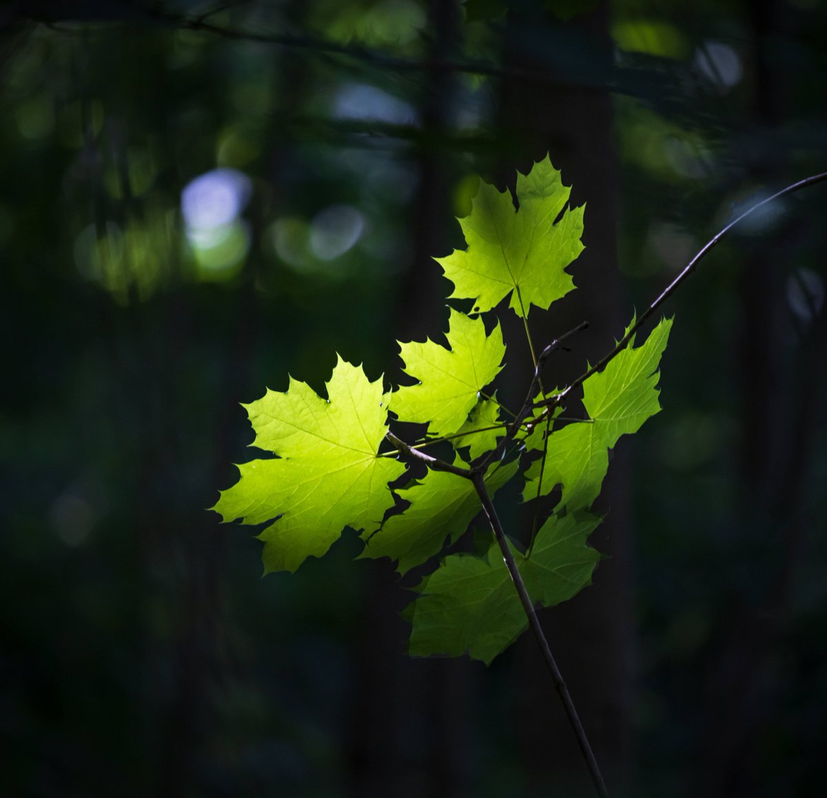 July 11   
wisephotographyforyou.wordpress.com
 #neffsvilleneighborhood #myneighborhood #woods #forest #eveningwoods #eveningforest #leaf #leaves #mapleleaf #mapleleaves #mapletree #mapletrees #sunlight #sunlightonleaves #sunlightoftwitter #leavesoftwitter