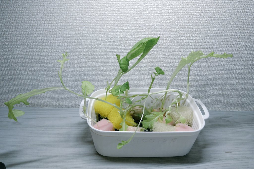 Top Tweets For ベビーリーフ Instalker