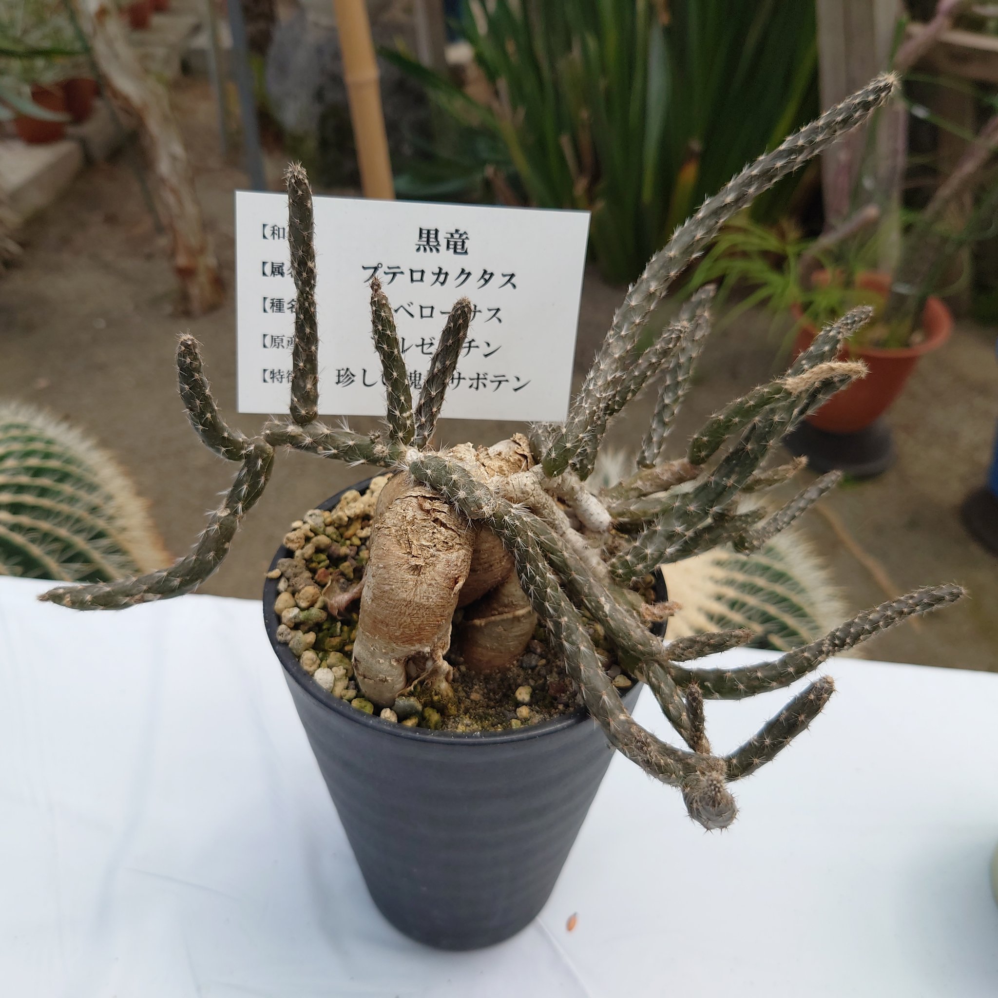 O Xrhsths Nori Sto Twitter 夜越森林公園のサボテンを紹介 その6 黒竜 カッコいい セレウス らせん状 珍しい サボテン 夜越山森林公園 平内町 青森県 T Co Gj8gm4vfjp Twitter