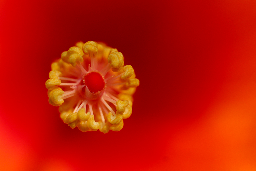 psinghdoc's tweet photo. Like to guess what that is?
#photography #macro #closeups #extensiontubes #artinnature #redisred #red #art #hibiscus https://t.co/8iffHrywpb