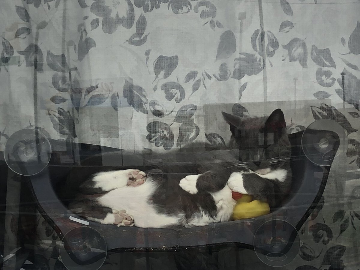 Who’s that kitty in the window? #cats #CatsOfTwitter #windowcat #Naptime