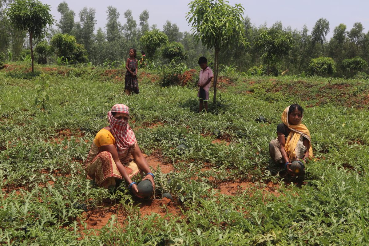 ST & SC Dev., M & BCW Dept, Govt. of Odisha, India (@stscdev) on Twitter photo Watermelon cultivation in Bangurpada village of Lamtaput block by ITDA Koraput covering 30 acres and 60 beneficiaries under Mission Jeevika
<a href="/CMO_Odisha/">CMO Odisha</a> <a href="/TribalAffairsIn/">Ministry of Tribal Affairs, Govt. of India</a> <a href="/SecyChief/">ChiefSecyOdisha</a> <a href="/IPR_Odisha/">I & PR Department, Odisha</a> <a href="/MoSarkar5T/">MoSarkar 5T</a> <a href="/saraka_fan/">Jagannath Saraka</a> Watermelon cultivation in Bangurpada village of Lamtaput block by ITDA Koraput covering 30 acres and 60 beneficiaries under Mission Jeevika
<a href="/CMO_Odisha/">CMO Odisha</a> <a href="/TribalAffairsIn/">Ministry of Tribal Affairs, Govt. of India</a> <a href="/SecyChief/">ChiefSecyOdisha</a> <a href="/IPR_Odisha/">I & PR Department, Odisha</a> <a href="/MoSarkar5T/">MoSarkar 5T</a> <a href="/saraka_fan/">Jagannath Saraka</a>