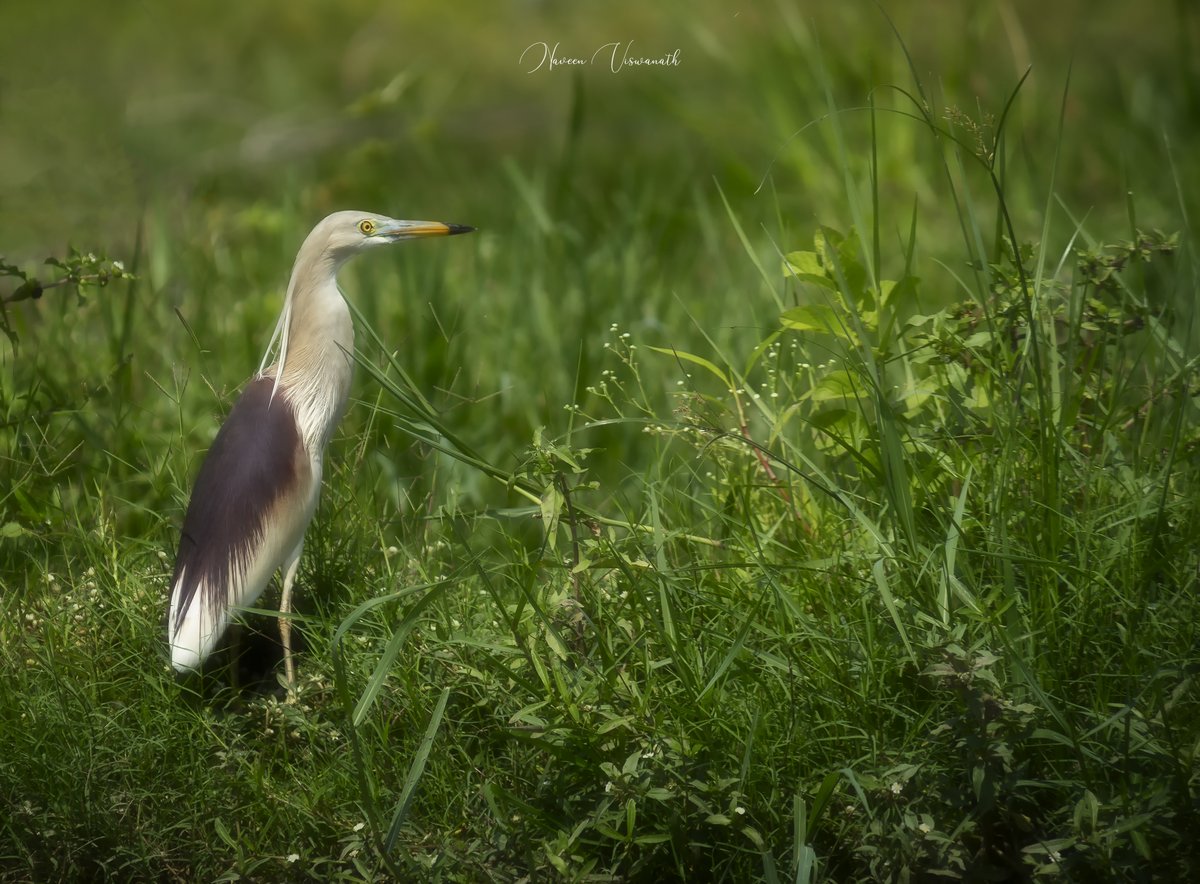 Indian Pond Heron!

#Birding #BirdWatching #birdphotography #BirdsSeenIn2021 #Luv4Wilds #Nature #NaturePhotography #TwitterNatureCommunity #Wildlife #Hyderabad <a href="/WorldofWilds/">WorldOfWilds</a> <a href="/WaytoWild/">WaytoWild</a>