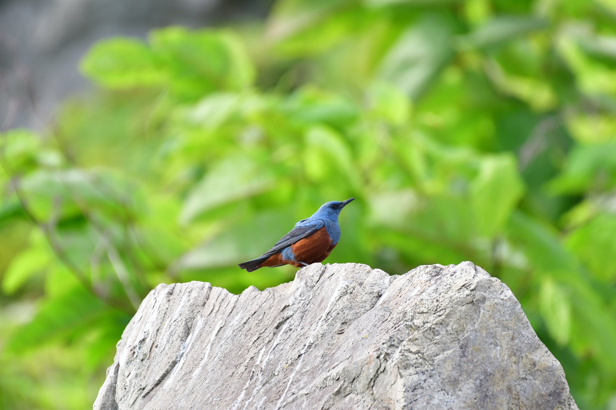 綺麗な鳥 Twitter Search Twitter